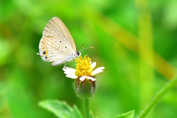 a butterfly perched on the beautiful flower