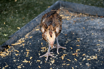 Beige brown  and black chick Looking for food, paddy is the chicken food in the black tray on the floor.