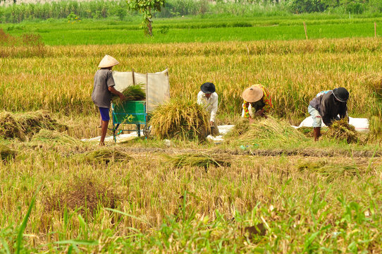 Farmers working in rice field, farmer in paddy fields, yogyakarta, indonesia