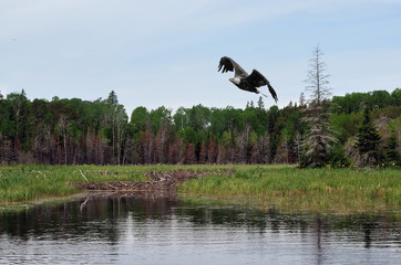 Eagle flying over beaver dam