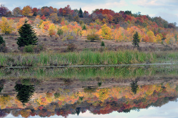 Reflections in beaver dam Dolly sods