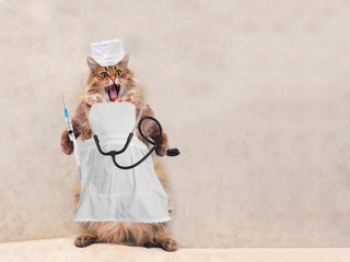 The big shaggy cat is very funny standing.Concept of medicine 10