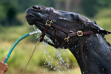 Cooling Down on a Hot Summer Day: Horse Hose Wash