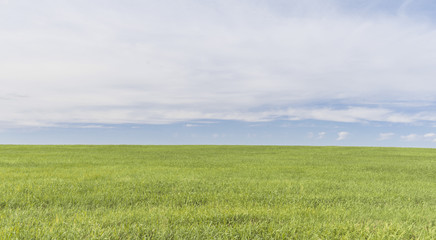 Fototapeta premium Green grass and sky