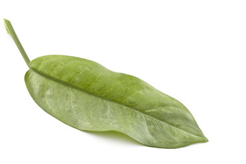 green leaf on white Background