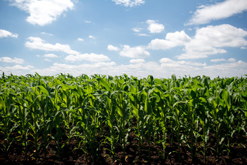 Green cornfield and blue sky