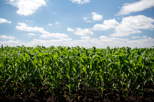 Green cornfield and blue sky