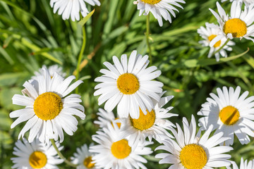 Green grass and chamomiles in the nature