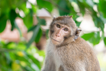 Brown monkey inclined his neck to look suspiciously stare at the camera