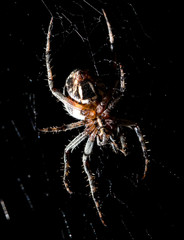 The spider sits on a web on the hunt