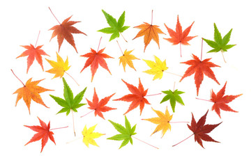 モミジの紅葉　白バック
