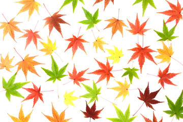 モミジの紅葉　白バック
