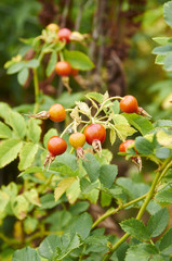 куст шиповника