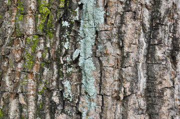 abstract bark texture background