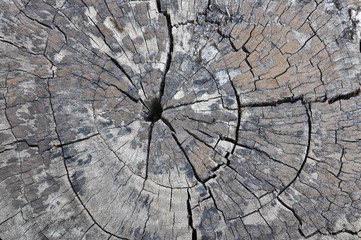 Stump texture background