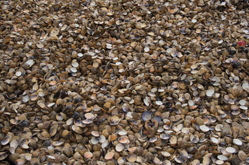 shell for food