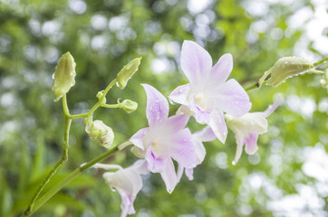 Orchid flowers drops of dew is Beautiful orchid flowers.