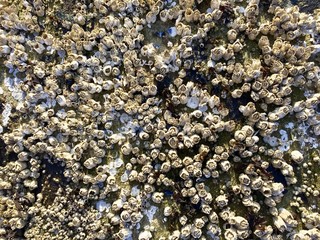 Ocean Barnacles