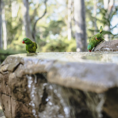 Rainbow lorikeets outside during the day.