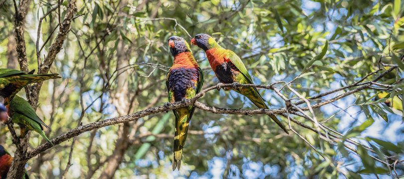 Rainbow lorikeets outside during the day.