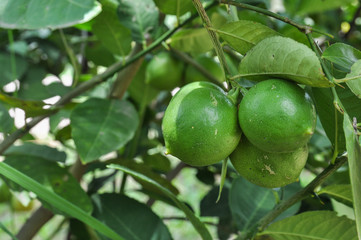 Lemon on the tree, lime