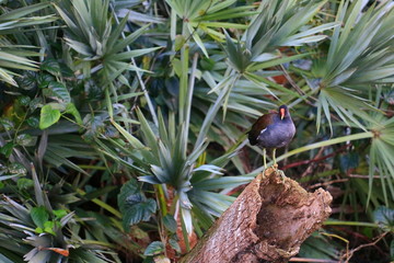 american purple gallinule