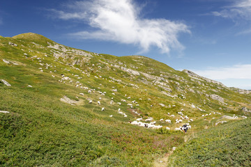 Sheep grazing on a mountain pasture, tuscany