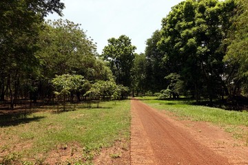 Fototapeta na wymiar Dirt Road Into The Forest