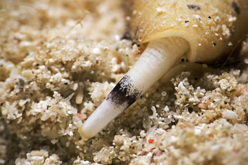 Siphon of a Cone Snail, Rüssel der Kegelschnecke © scubaluna