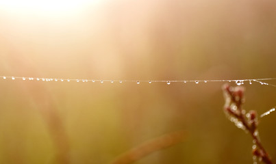 Photo of a beautiful spider web with water droplets
