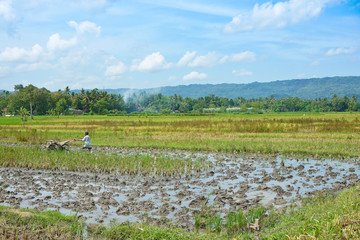 Beautiful rice field scenery with farmers in yogyakarta, indonesia