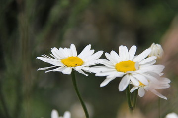 Obraz premium daisies