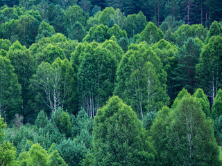 Pattern of layers of forest trees, evergreens in the mountains on a summer day