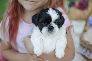 Puppy shih tzu. Black and white puppy on girl's hands. Little girl hugs little puppy. Cute blond girl hugs her pet. 