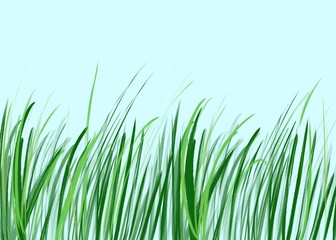Green grass