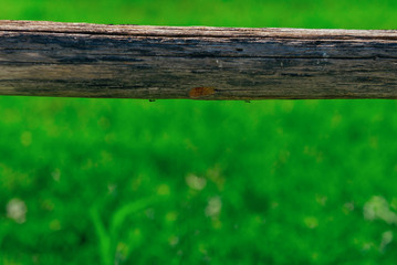 Fototapeta premium Meeting on the tree