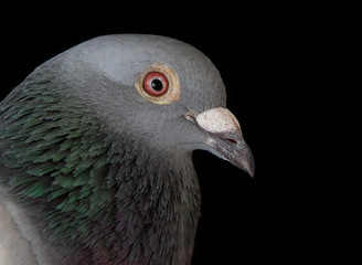 close up face of homing pigeon bird bill on black