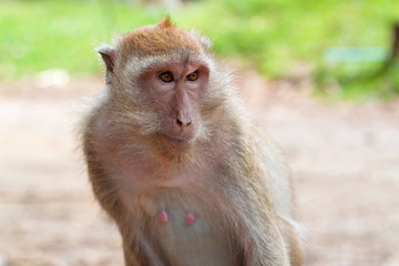Macaque in Khao Sok National Park, Thailand