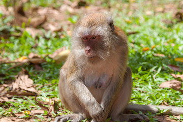 Macaque in Khao Sok National Park, Thailand