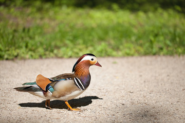 Duck walking along the road