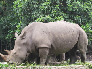 Naklejka premium Nosorożec