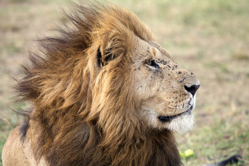 Obraz na płótnie Canvas African lion (Panthera leo)