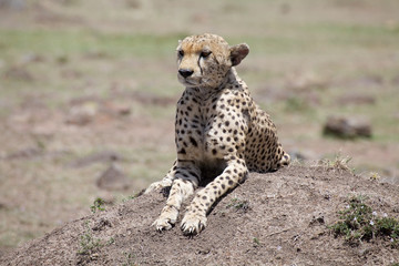Cheetah (Acinonyx jubatus)
