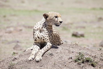 Cheetah (Acinonyx jubatus)