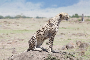 Cheetah (Acinonyx jubatus)