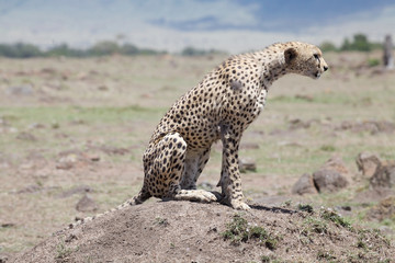 Cheetah (Acinonyx jubatus)