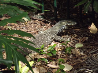 Monitor Lizard Queensland