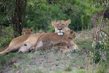 African lioness and cubs (Panthera leo)