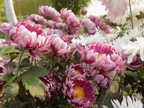 pink polas