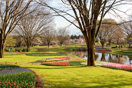 Tulip garden at Showa Kinen Koen(Showa Memorial Park),Tachikawa,Tokyo,Japan in spring.